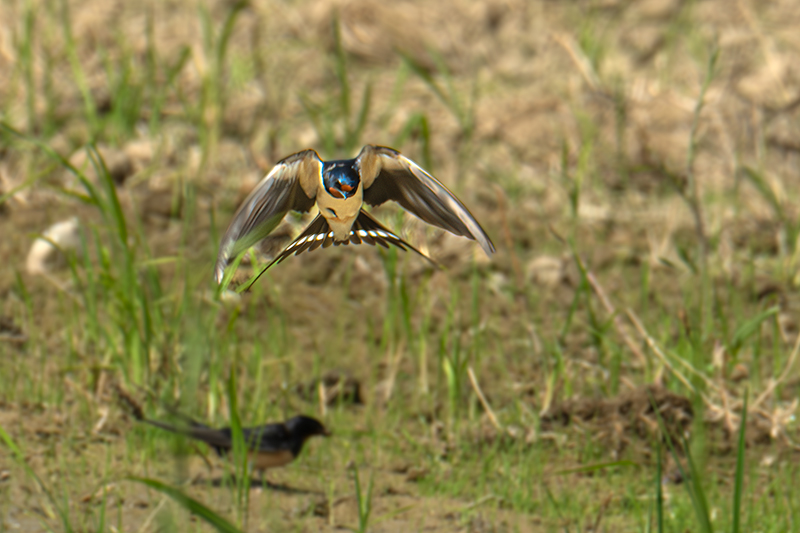 Oreneta vulgar ( Hirundo rustica )