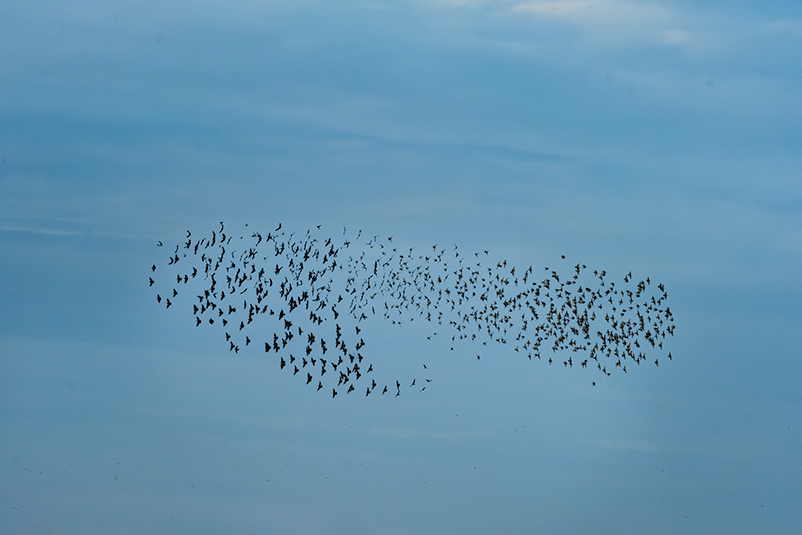 Estornell vulgar (Sturnus vulgaris)
