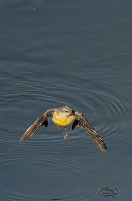 Cuereta torrentera (Motacilla cinerea)