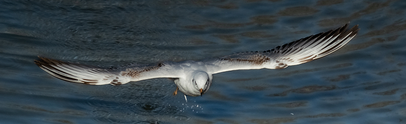 Gavina vulgar (Larus ridibundus)