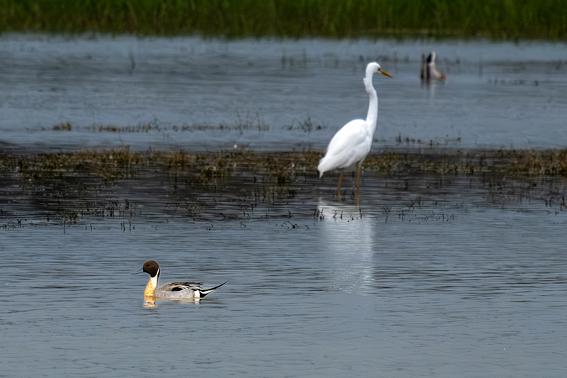 Ànec cuallarg (Anas acuta) i Agró blanc ( Ardea alba )