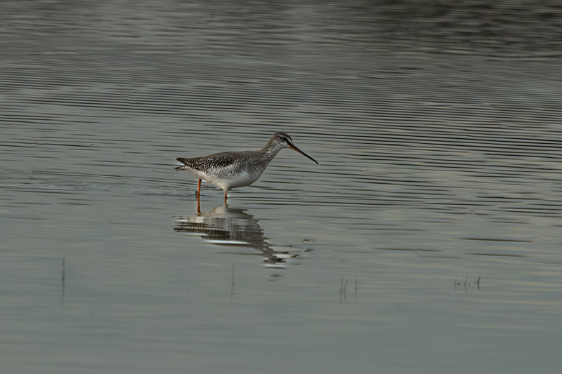 Gamba Roja Pintada (Tringa erythropus)