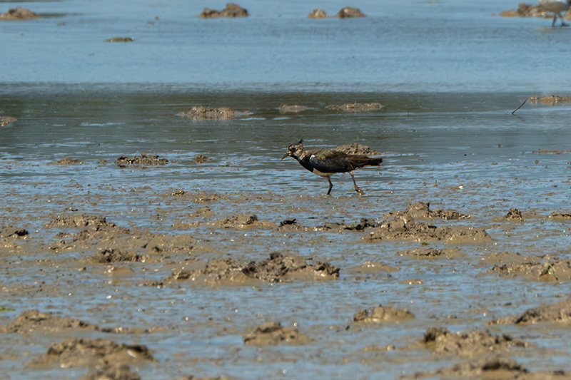 Fredeluga (Vanellus vanellus)