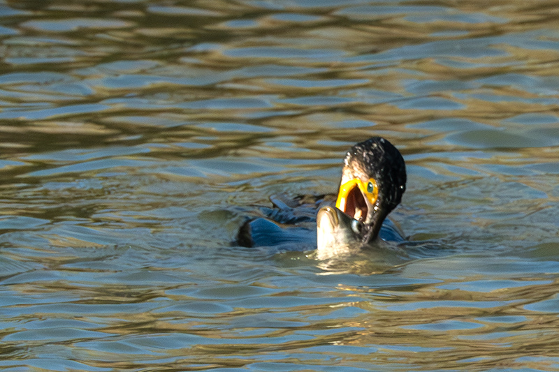 Corb marí ( Phalacrocorax carbon )