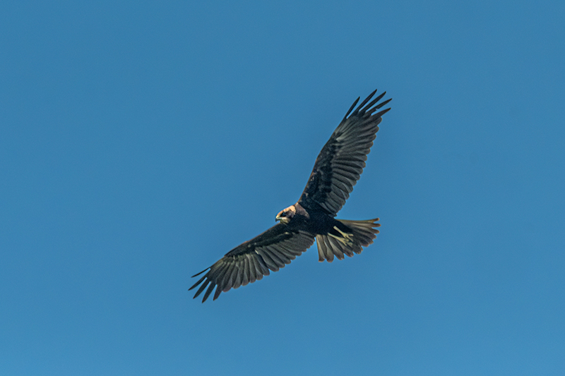 Arpella vulgar (Circus aeruginosus)