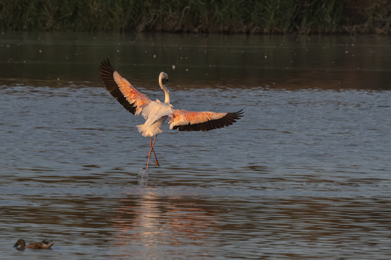 Flamenc ( Phoenicopterus ruber)