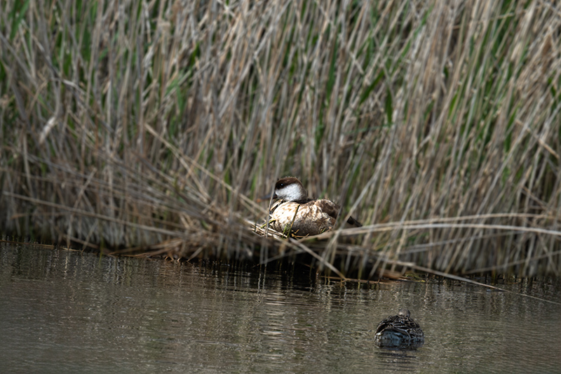 Femella de Xibec (Netta rufina)