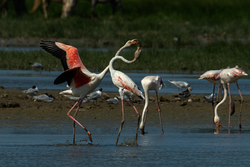 Flamencs ( Phoenicopterus ruber)