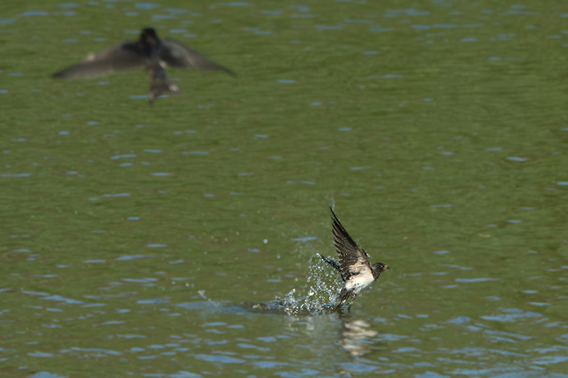 Oreneta vulgar (Hirundo rustica)