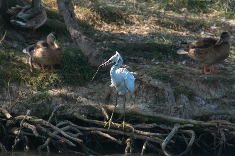 Martinet blanc (Egretta garzetta)