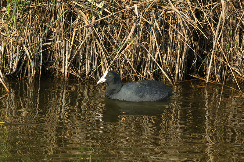 Fotja (Fulica atra)