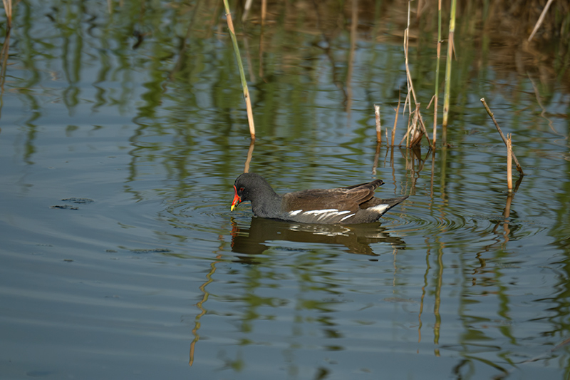 Polla d'aigua (Gallinula chloropus)