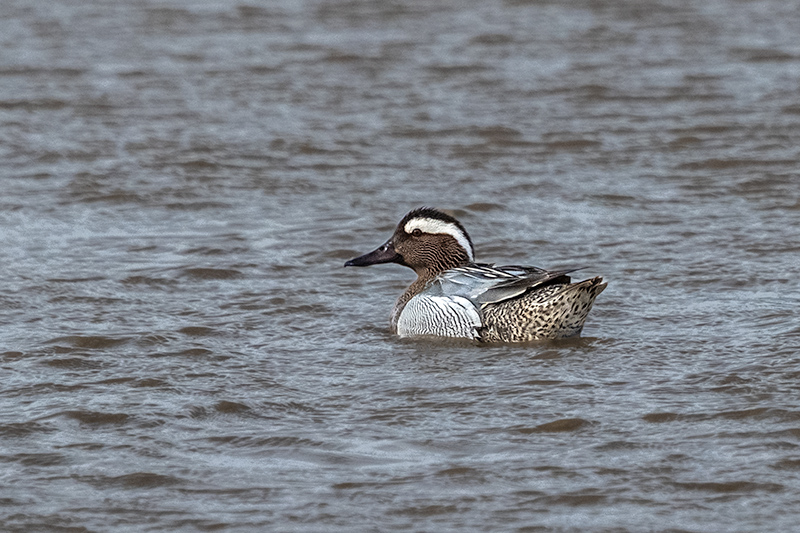 Xarrasclet ( Anas querquedula )