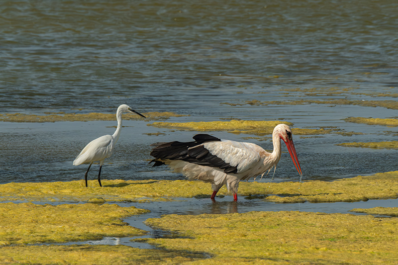 Martinet blanc (Egretta garzetta) Cigonya ( Ciconia ciconia )