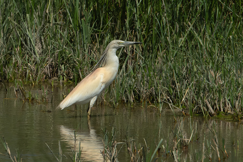 Martinet ros (Ardeola ralloides)