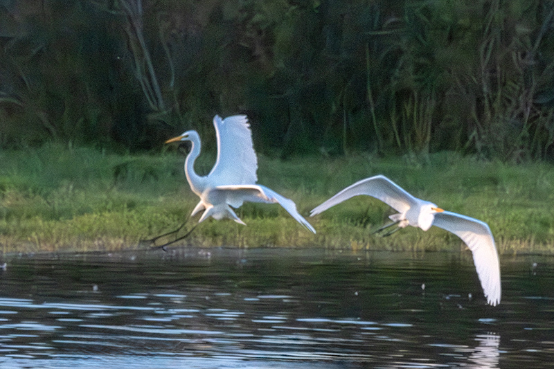 Agró blanc ( Ardea alba )