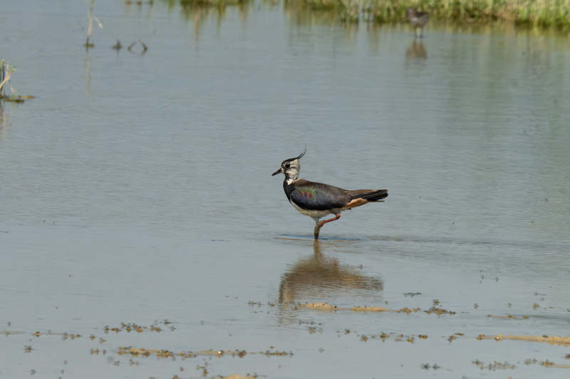 Fredeluga (Vanellus vanellus)