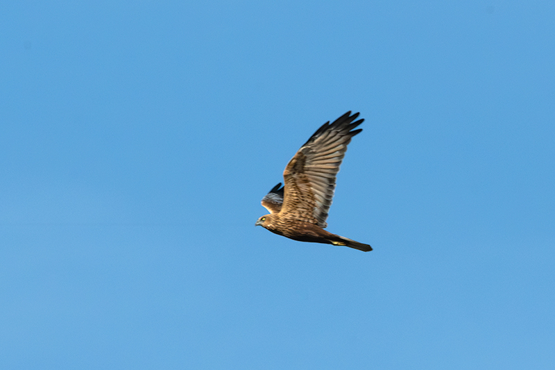 Arpella vulgar (Circus aeruginosus)