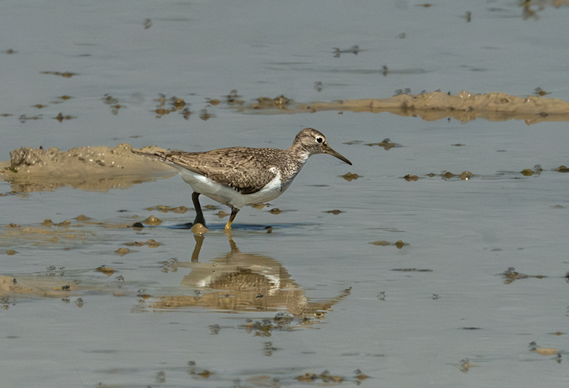 Xivitona vulgar (Actitis hypoleucos).