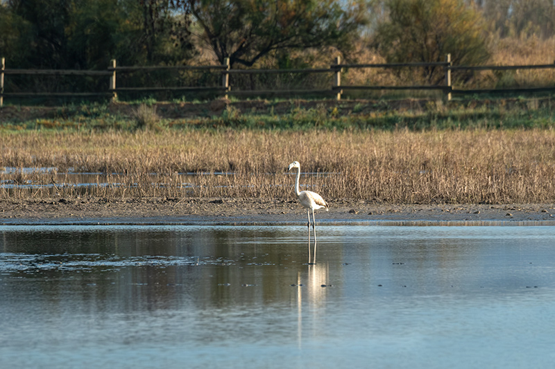 Flamenc ( Phoenicopterus ruber)