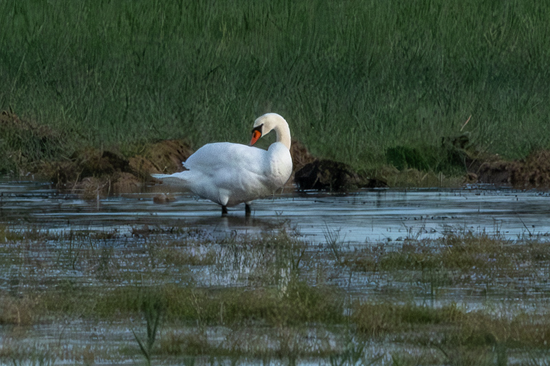 Cigne mut ( Cygnus olor )