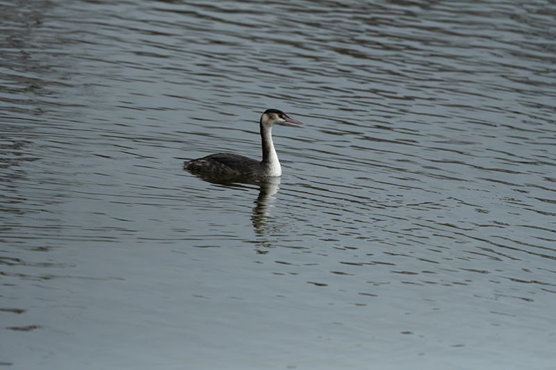 Cabussó emplomallat (Podiceps cristatus)