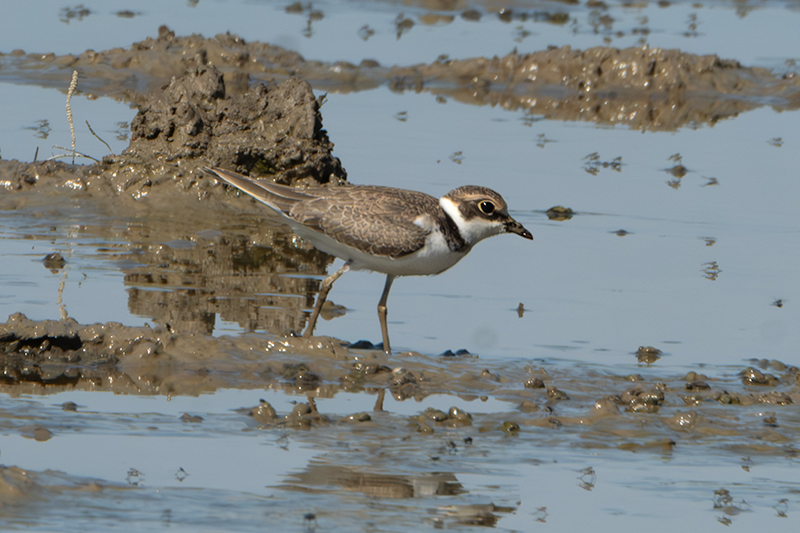 Corriol petit (Charadrius dubius)