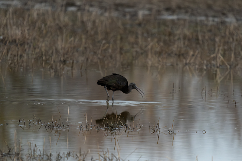 Capó reial ( Plegadis falcinellus )