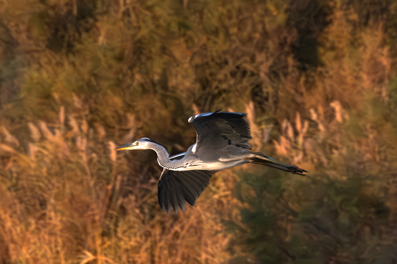 Bernat pescaire ( Ardea cinerea )