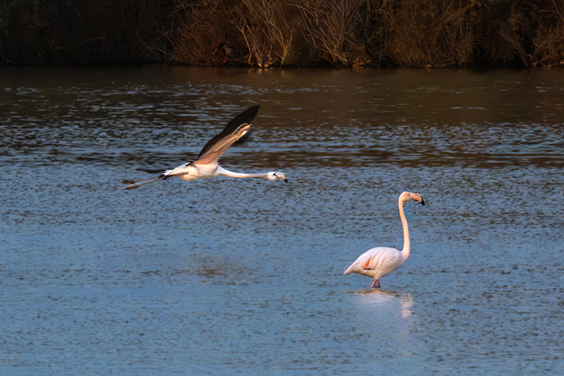 Flamenc ( Phoenicopterus ruber)