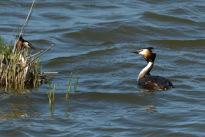 Cabussó emplomallat (Podiceps cristatus)