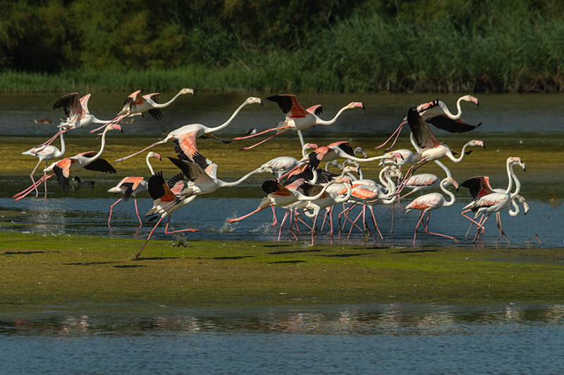 Flamencs ( Phoenicopterus ruber)