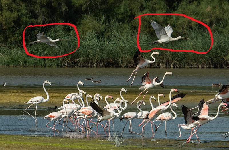 Flamenc ( Phoenicopterus ruber) i Bec Planer (Platalea leucorodia)