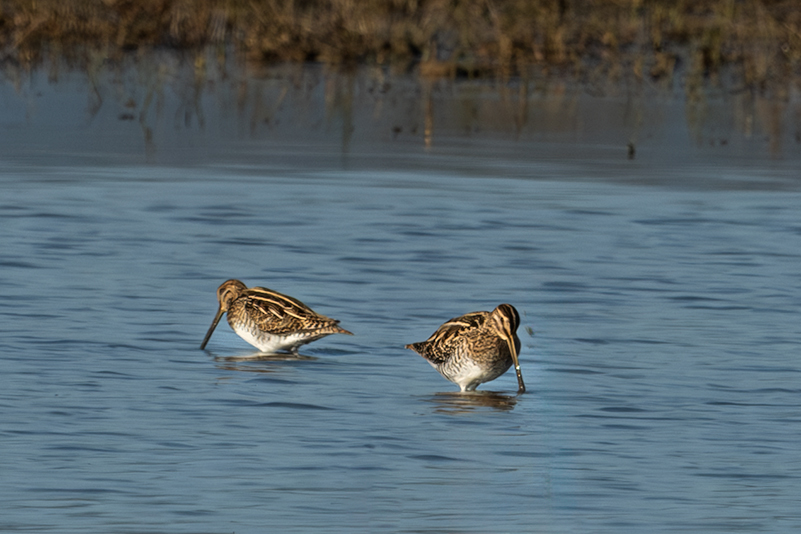 Becadell comú (Gallinago gallinago)