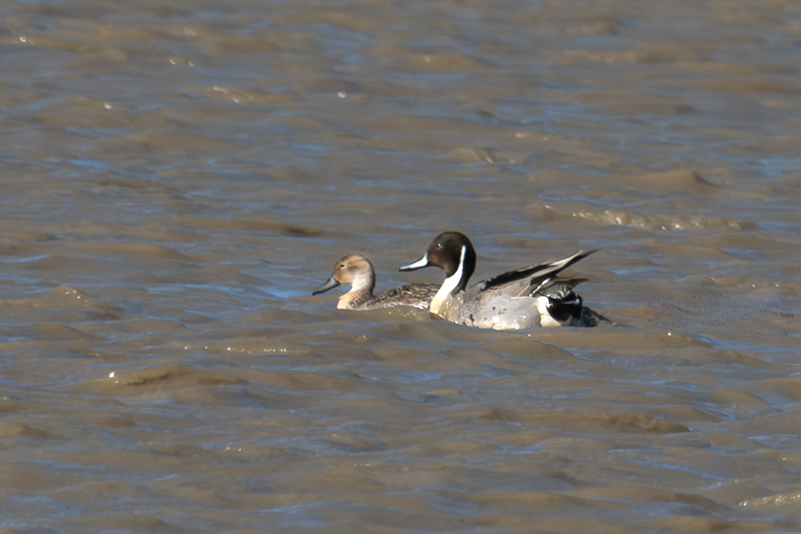 Ànec cuallarg (Anas acuta)