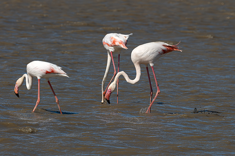Flamenc ( Phoenicopterus ruber)