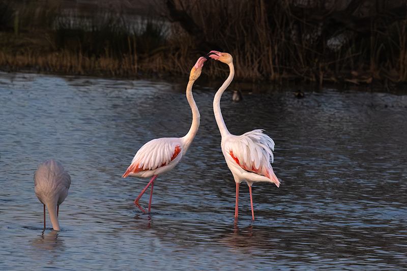 Flamencs ( Phoenicopterus ruber)