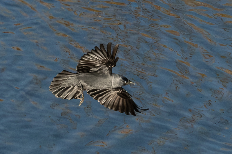 Gralla (Corvus monedula)