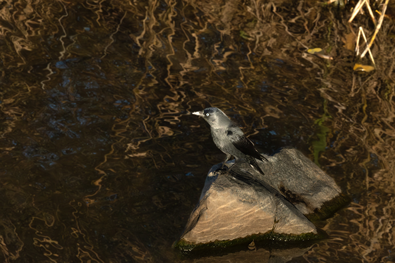 Gralla (Corvus monedula)