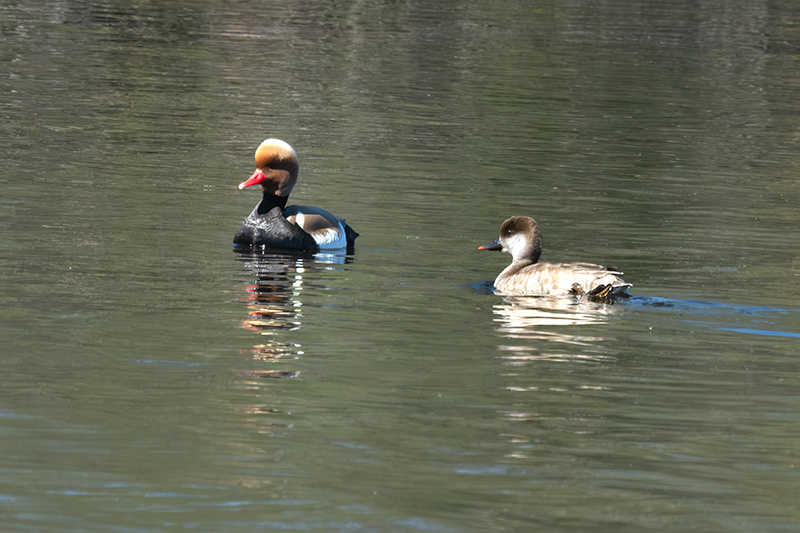 Xibec (Netta rufina)