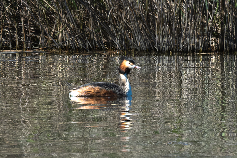 Cabussó emplomallat (Podiceps cristatus)