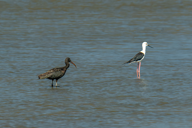 Capó reial ( Plegadis falcinellus )