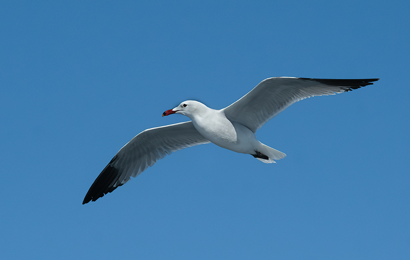 Gavina corsa (Larus audouinii)