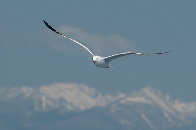 Gavina corsa (Larus audouinii)