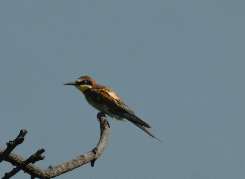 Abellerol (Merops apiaster)