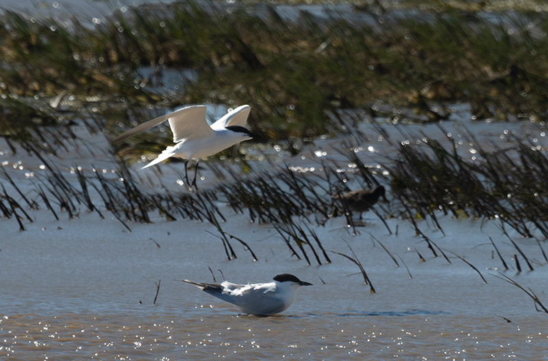 Xatrac gros (Sterna caspia)