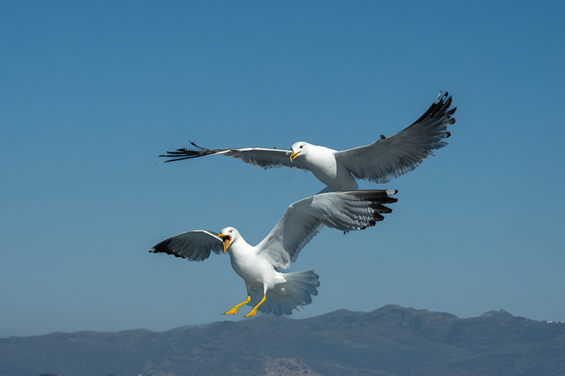 Gavià argentat ( Larus michahellis )