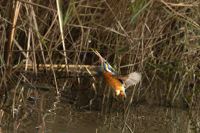 Blauet ( Alcedo atthis )