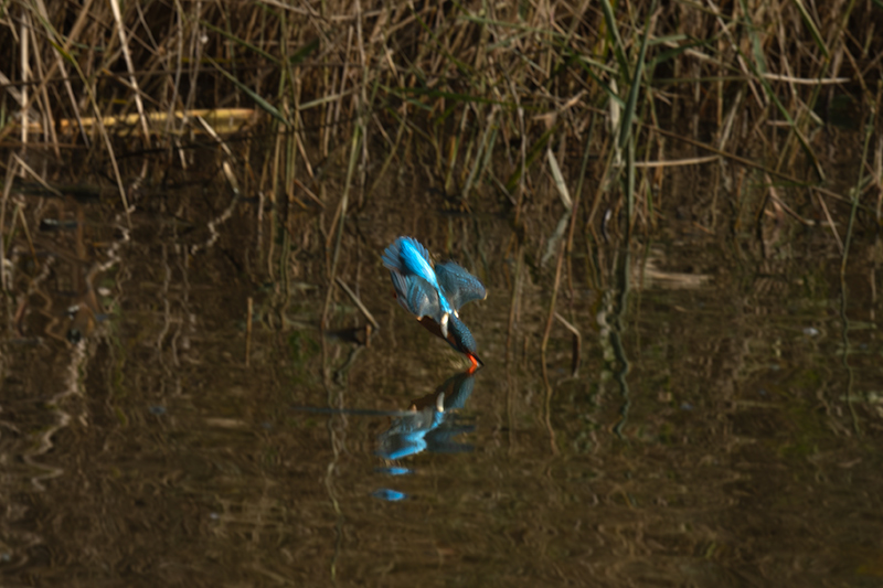 Blauet ( Alcedo atthis )