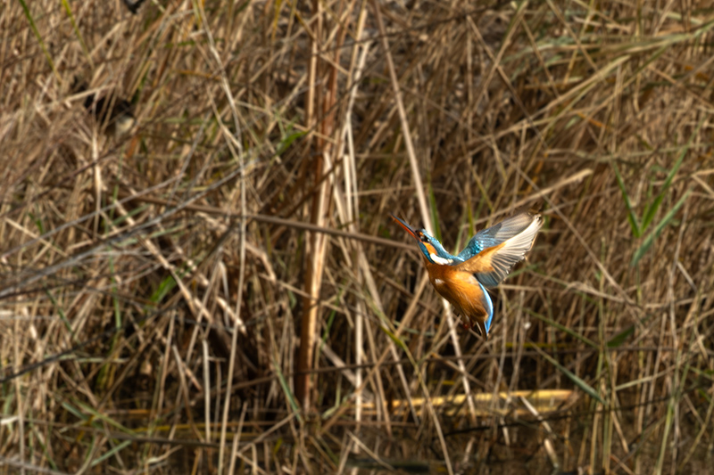 Blauet ( Alcedo atthis )